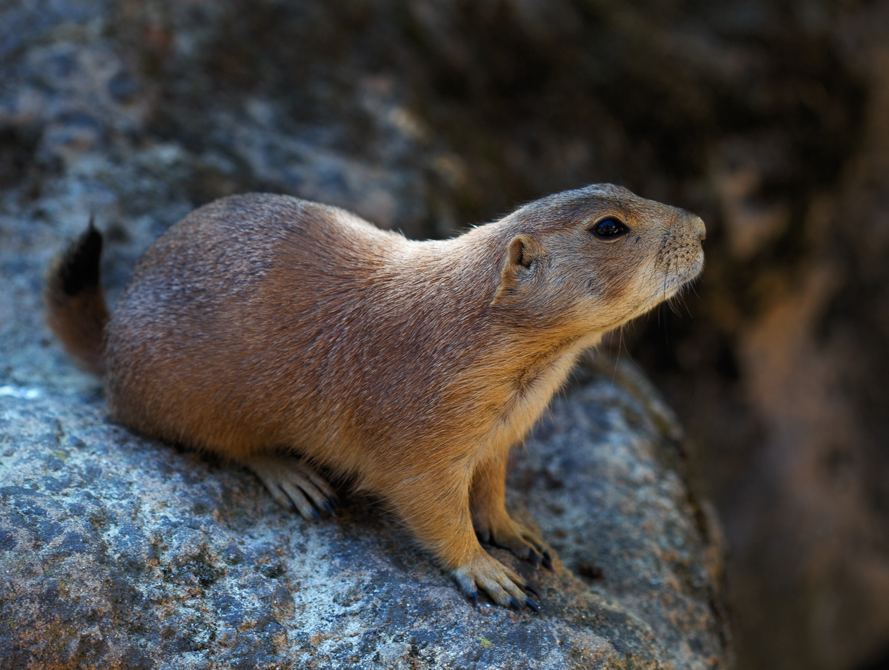 what is the difference between a gopher and a groundhog